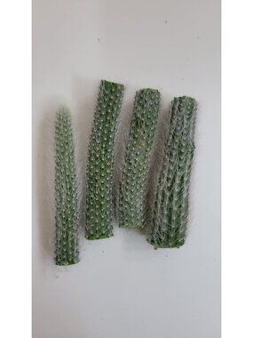 Monkey Tail Cactus Succulent Plant Cutting End Cutting And Middle Cuttings
